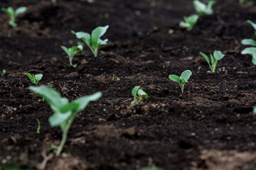 Little Buds On The Grow