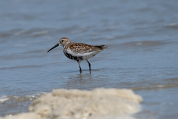 Dunlin feeding after his long trip back to the Netherlands.