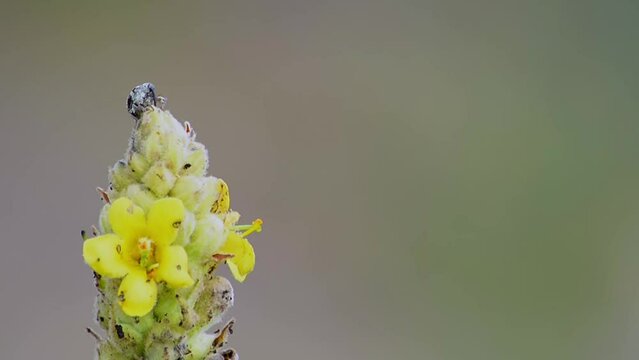The beetle "curculionidae" and the plant "verbascum thapsus". Summer. Kazakhstan.