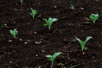 Little Buds On The Grow
