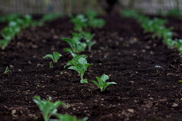 Little Buds On The Grow