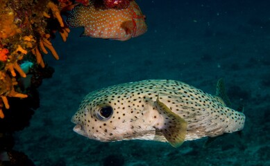 Closeup of a beautiful puffer fish swimming in the sea © Roger28/Wirestock Creators