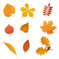 Autumn falling leaves.  isolated on a transparent background. Vector illustration. Set of vector elements of the natural landscape of the autumn season.