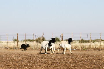 Border collie herding Boesmanlander sheep on a farm near Brandvlei