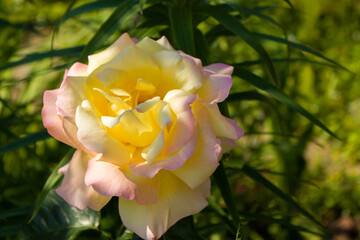 Very beautiful rose of unusually warm color: pink-yellow in the sun.