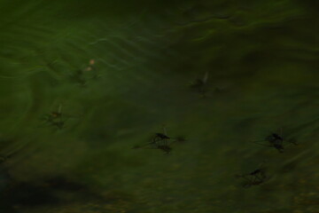 cascade, rivière et bois