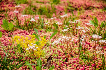Close up of a vegetated roof with sedum in shades of green, yellow, white and red