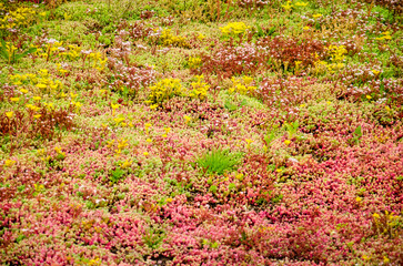 View across a vegetated roof with sedum in shades of green, yellow and red - obrazy, fototapety, plakaty