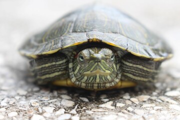 Closeup of a red-eared terrapin (Trachemys scripta elegans)
