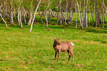 The deer is standing, its fur is shedding