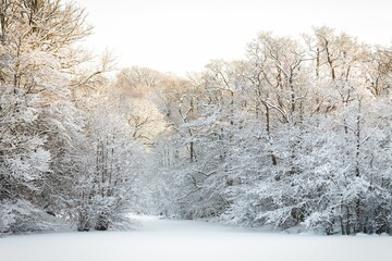 Beautiful winter scenery in a forest with trees all covered in snow in Denmark - obrazy, fototapety, plakaty