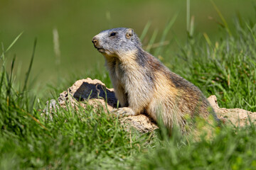 Marmotte (Marmota marmota) en surveillance près de son terrier. Alpes. France