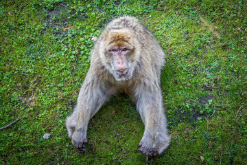 Wrocławskie ZOO -  Znudzona małpa  © Pawe