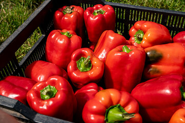 Piękne świeże papryki, Papryki przygotowane do sprzedaży, papryka, Beautiful fresh peppers, Peppers prepared for sale, peppers,