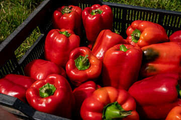 Piękne świeże papryki, Papryki przygotowane do sprzedaży, papryka, Beautiful fresh peppers, Peppers prepared for sale, peppers,