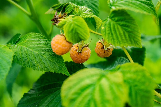 Z&oacute;łta malina, malina, malina na krzewie, Yellow raspberry, raspberry, raspberry on the bush,