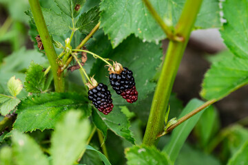 Jeżyny, dojrzewające jeżyny,  krzewy jeżyn, leśne owoce, dojrzewające owoce, Blackberries, ripening blackberries, blackberry bushes, forest fruits, ripening fruits, © Follow the Sun