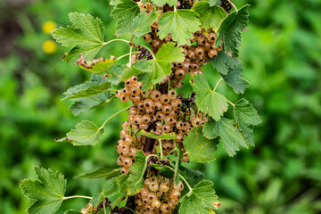 porzeczka, biała porzeczka, owoce, owoce porzeczki  © Follow the Sun