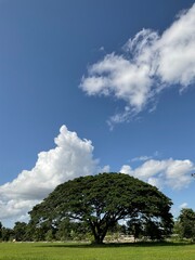 Obraz premium tree in the field