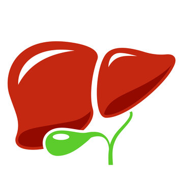 recommend clip art: Liver vector cartoon, human internal organ