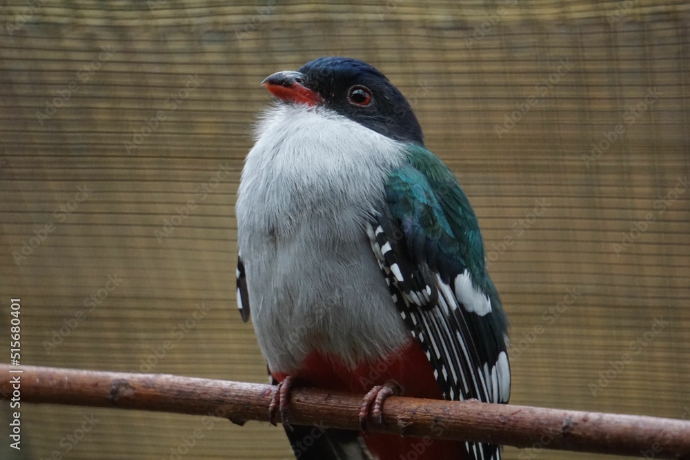 Poster cuban trogon sitting on a branch...