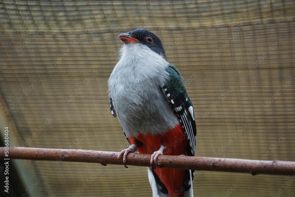 Poster cuban trogon sitting on a branch...
