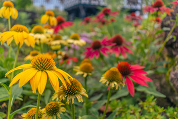 花壇に咲くガザニアの花