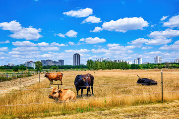 Cattle on a pasture with the skyscrapers of the suburb of Gropiusstadt in Berlin in the background.