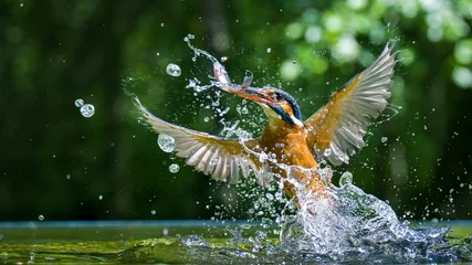 Fotobehang IJsvogel Closeup shot of a Kingfisher (Alcedinidae) hunting in the water splashing it around  © Dan693/Wirestock Creators