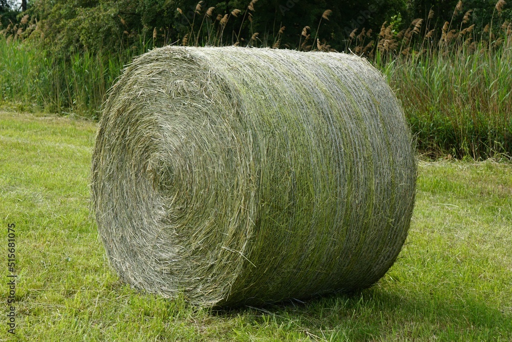 Wall mural round green hay bale on a rural agricultural farm