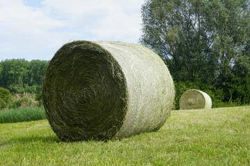 Round green hay bales on a rural agricultural farm