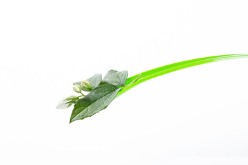 Pile of jasmine flowers in a green spoon on white background, close up. Shallow depth of field