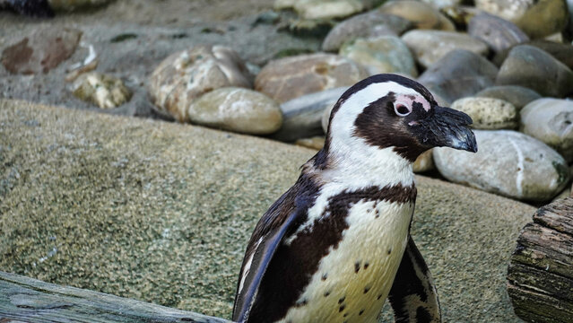 Standing Spectacled penguin photographed laterally