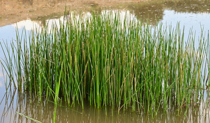 grass in the water