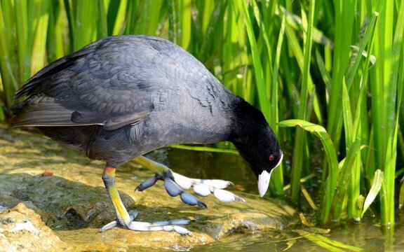 Closeup of a coot drinking water from a marsh
