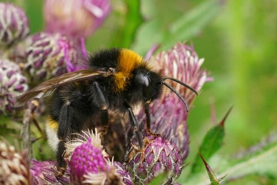 Vertical closeup on a colorful fluffy  vestal cuckoo bumblebee, Bombus vestalis, on a purple thistle