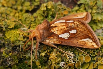 Closeup on the colorful gold spot moth, Plusia festucae, sitting on lichen covered wood