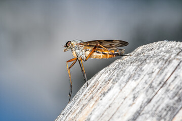 close up view of a common snipe fly - Rhagio scolopaceus  sitting on piece of wood