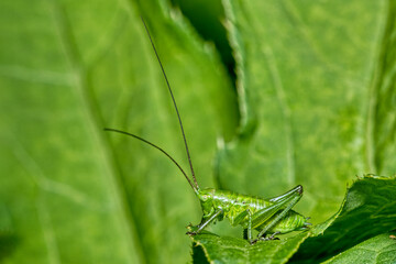 a larva of a green grasshopper on a leaf.