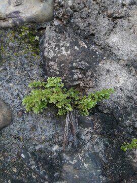 Vertical shot of rockweed growing on a gray stone wall
