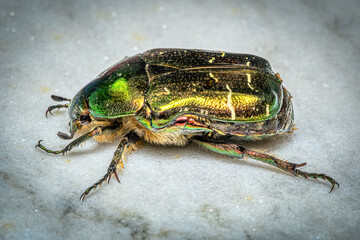a green rose chafer also known as goldsmith beetle - Cetonia aurata - in clos-up view
