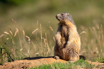 Marmotte (Marmota marmota) attitude de surveillance près de son terrier. Alpes. France