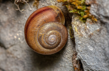 a brown snail shell on a rock