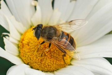 Closeup on a common drone fly, Eristalis tenax on a yellow white flower