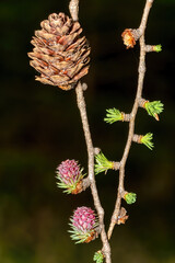 fresh and old cones of a larch on one limb