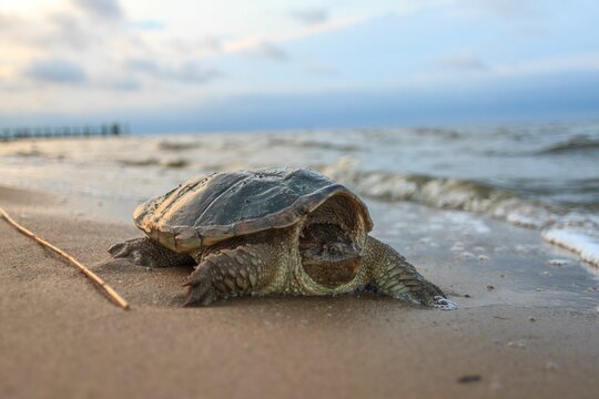 Common snapping turtle (chelydra serpentina) on sandy beach