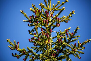 Scenic view of an Ezo spruce with colorful cones in blue sky background