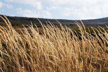 Dry feather grass in the wind with mountains in the background