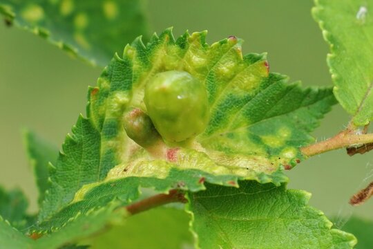 Closeup on elm sack gall aphid of the plant parasite Tetraneura ulmi
