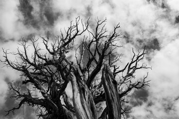 Dramatic view of the Ancient Bristlecone pine under cloudy skies . Black and white